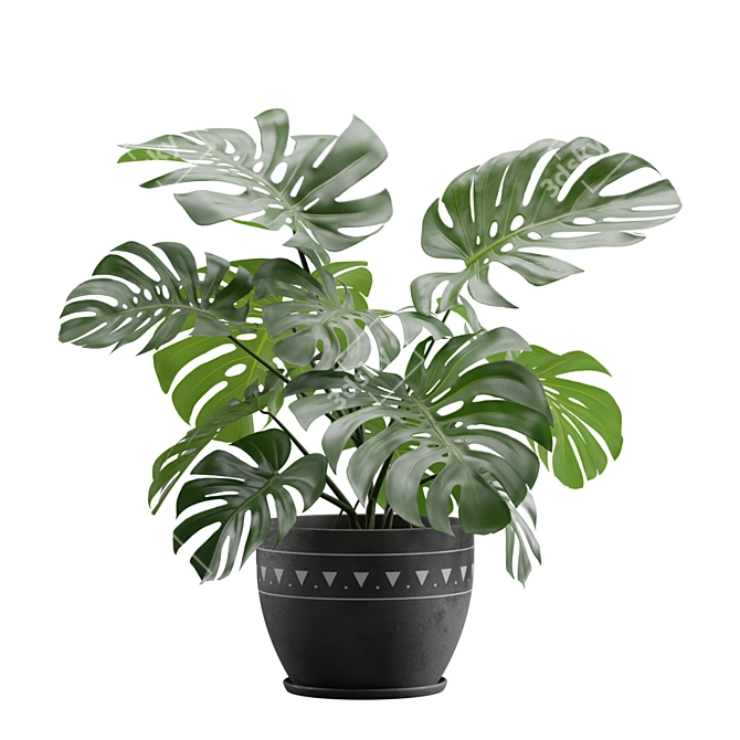 Exotic Indoor Plants Pack 17 3D model image 4