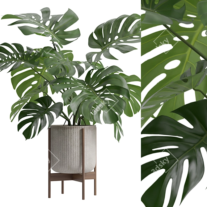 Tropical Monstera Houseplant Deluxe 3D model image 2