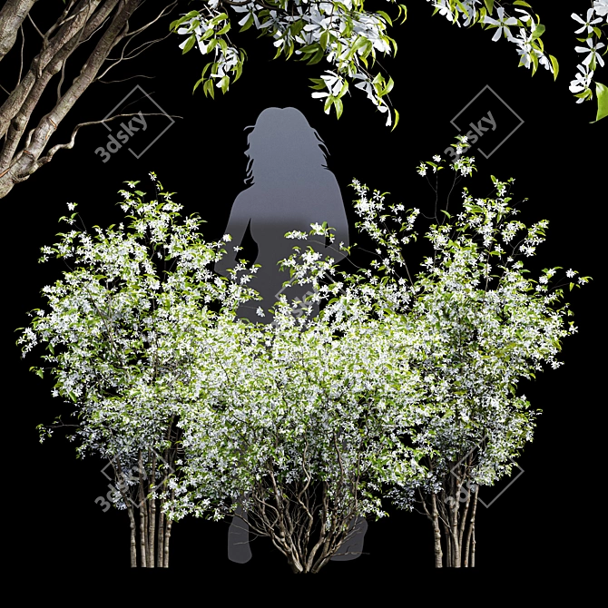 Premium Amelanchier Lamarckii Bush 3D Model 3D model image 1