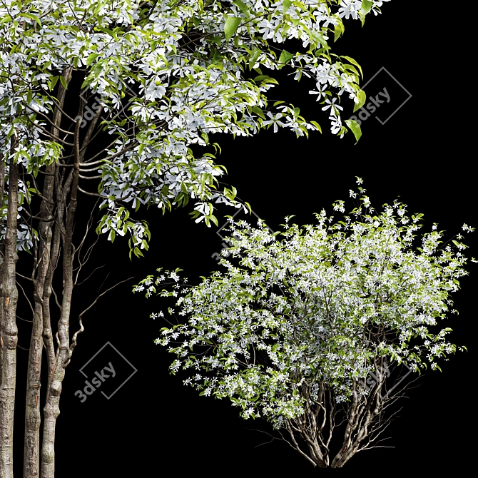 Premium Amelanchier Lamarckii Bush 3D Model 3D model image 2