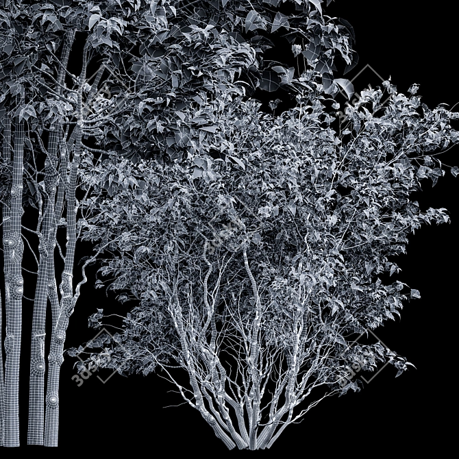 Premium Amelanchier Lamarckii Bush 3D Model 3D model image 3