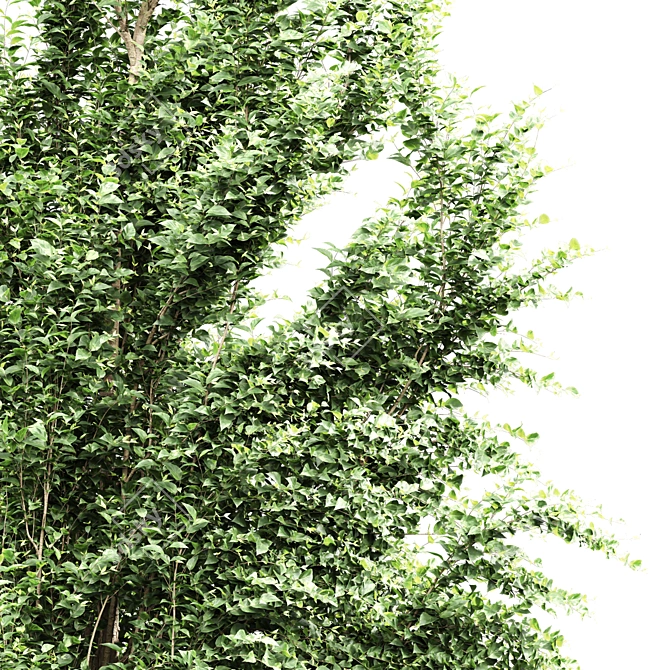 Detailed Carpinus Betulus Tree Model 3D model image 3