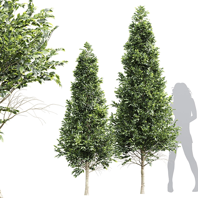 High Detail Carpinus Betulus Bush 3D model image 1