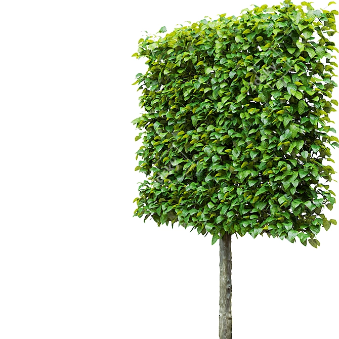 European Beech Pleached Trees 3D model image 6