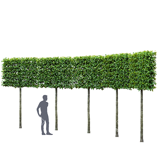 European Beech Pleached Trees 3D model image 1