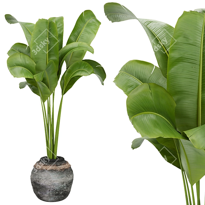 Premium Indoor Plant Collection - Banana Leaf Rubber 3D model image 2