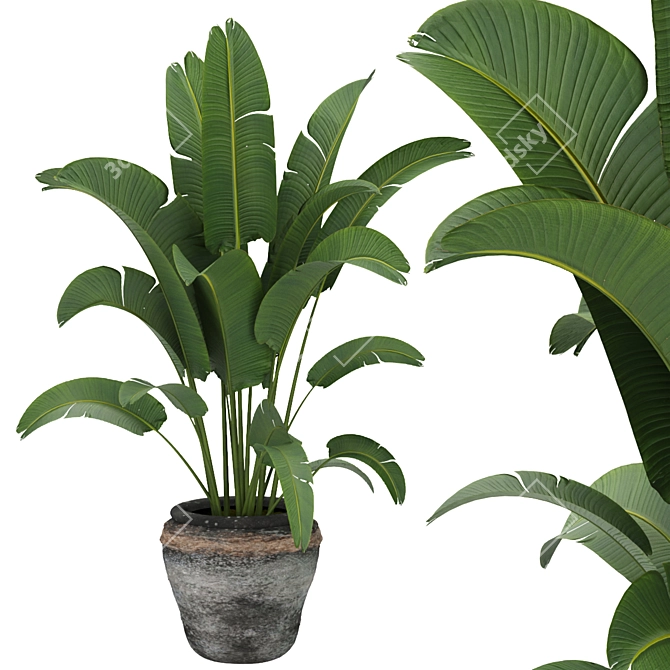 Premium Indoor Plant Collection - Banana Leaf Rubber 3D model image 3