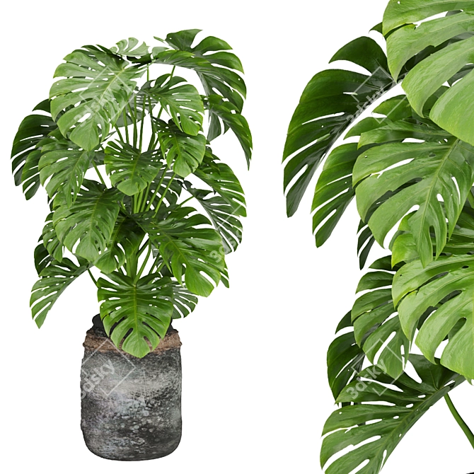 Premium Indoor Plant Collection - Banana Leaf Rubber 3D model image 5