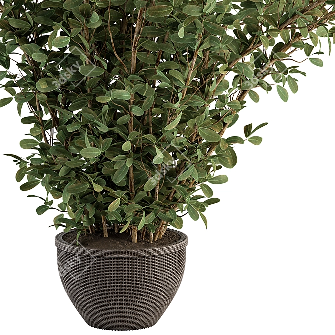 Green Oasis Collection - Mat Pot Plants 3D model image 3