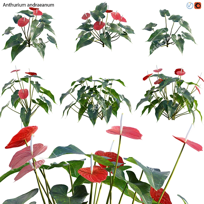 Flamingo Flower 3D Model Collection 3D model image 1