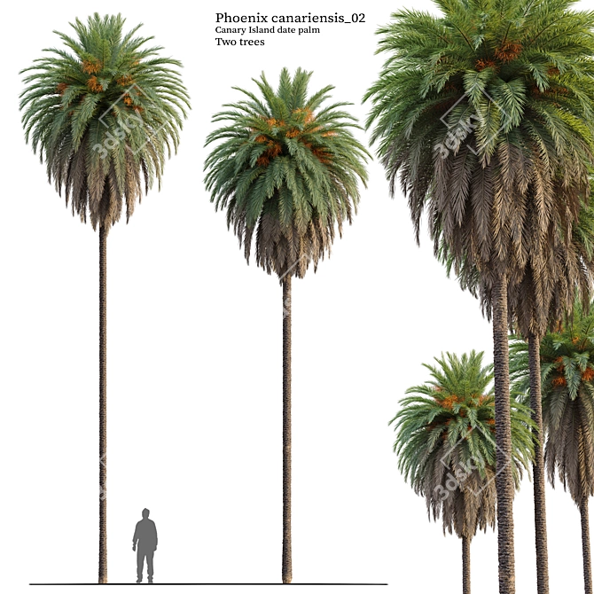 Canary Island Date Palm Duo 3D model image 1