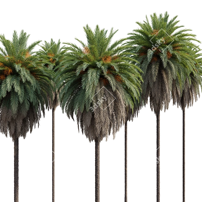 Canary Island Date Palm Duo 3D model image 2