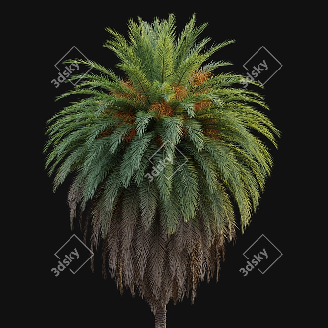 Canary Island Date Palm Duo 3D model image 3