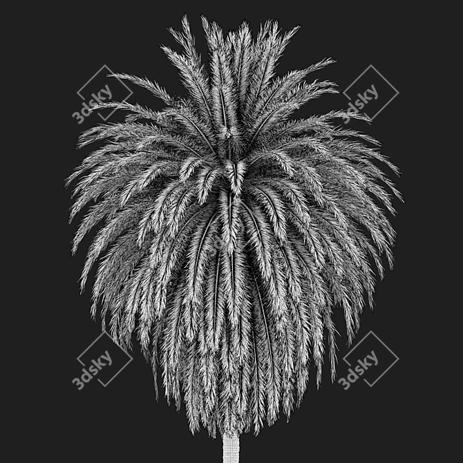 Canary Island Date Palm Duo 3D model image 5