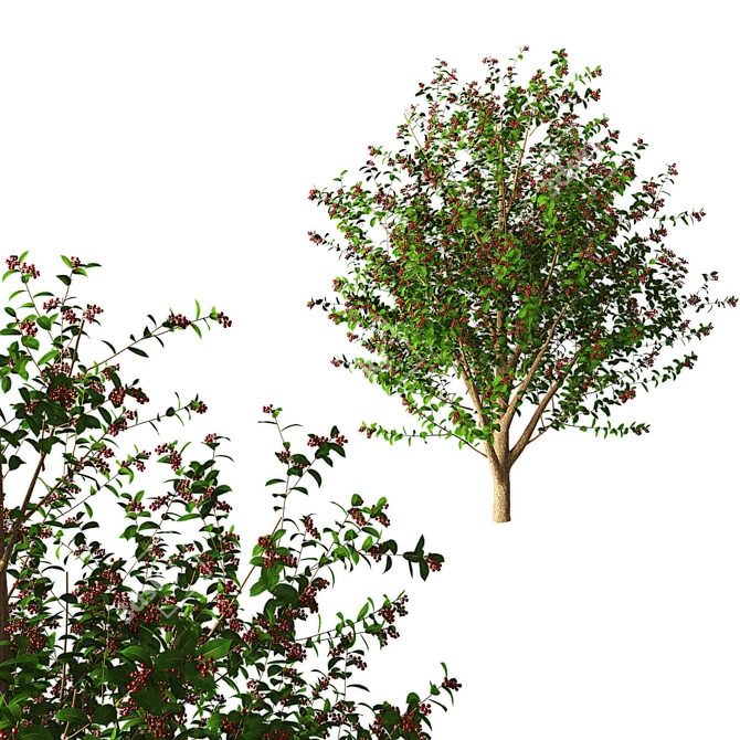 Cherry Tree - 3.5 Meters 3D model image 1