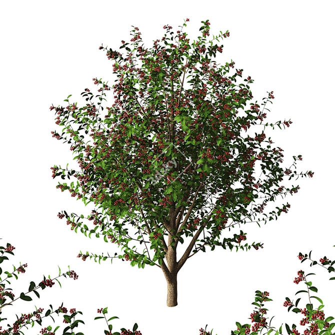 Cherry Tree - 3.5 Meters 3D model image 5