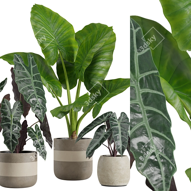 Exotic Alocasia Plants Set 3D model image 2