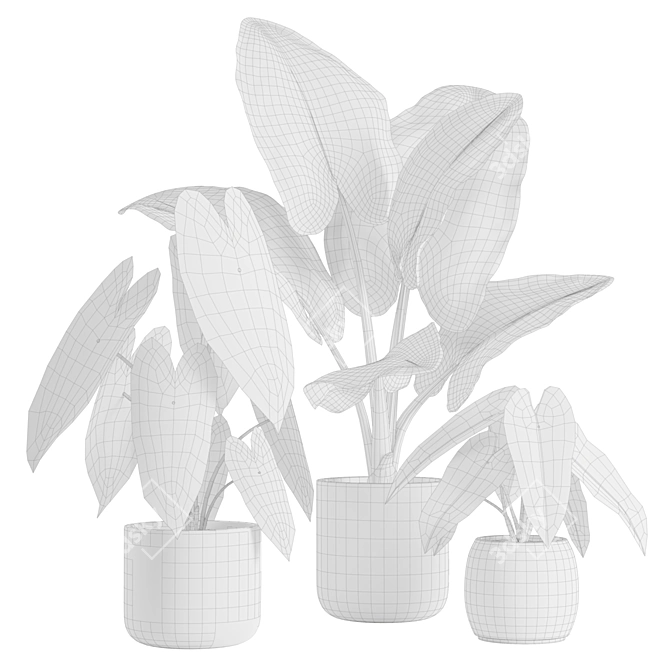 Exotic Alocasia Plants Set 3D model image 3