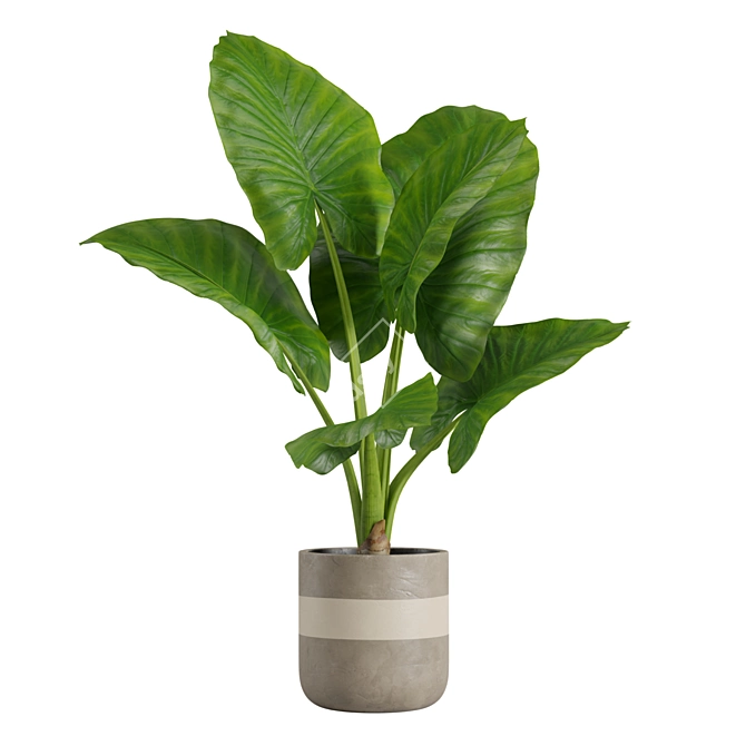 Exotic Alocasia Plants Set 3D model image 4