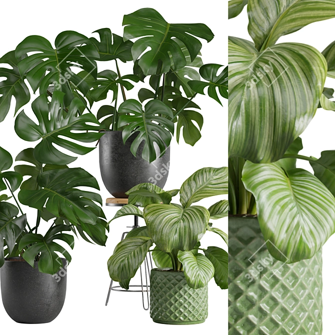 Exotic Interior Plants Bundle 3D model image 2