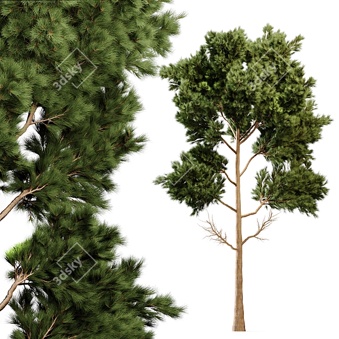 Majestic Pine Tree 3D Model 3D model image 1