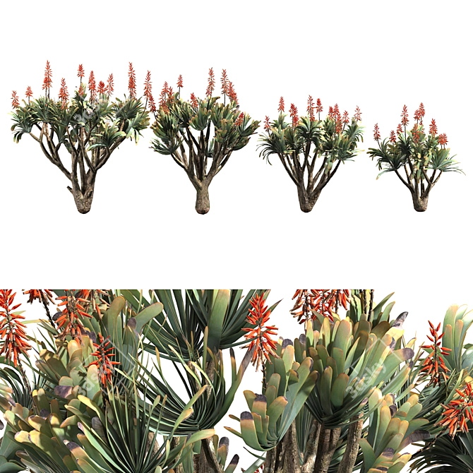 Sculptural Aloe Plicatilis 3D Model 3D model image 1