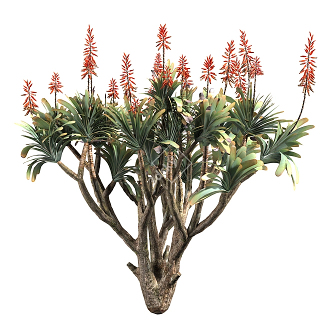 Sculptural Aloe Plicatilis 3D Model 3D model image 2