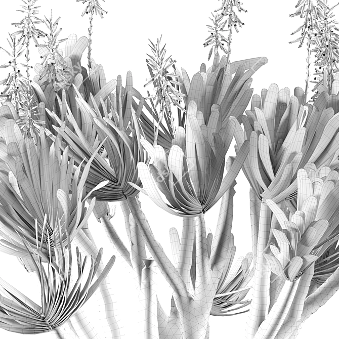 Sculptural Aloe Plicatilis 3D Model 3D model image 7