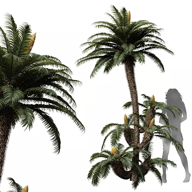 Exquisite Cycas Revoluta Palm Fern 3D model image 1