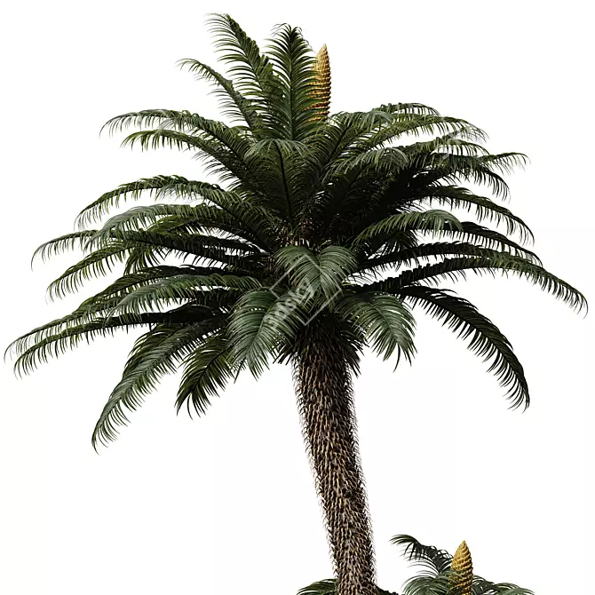 Exquisite Cycas Revoluta Palm Fern 3D model image 2