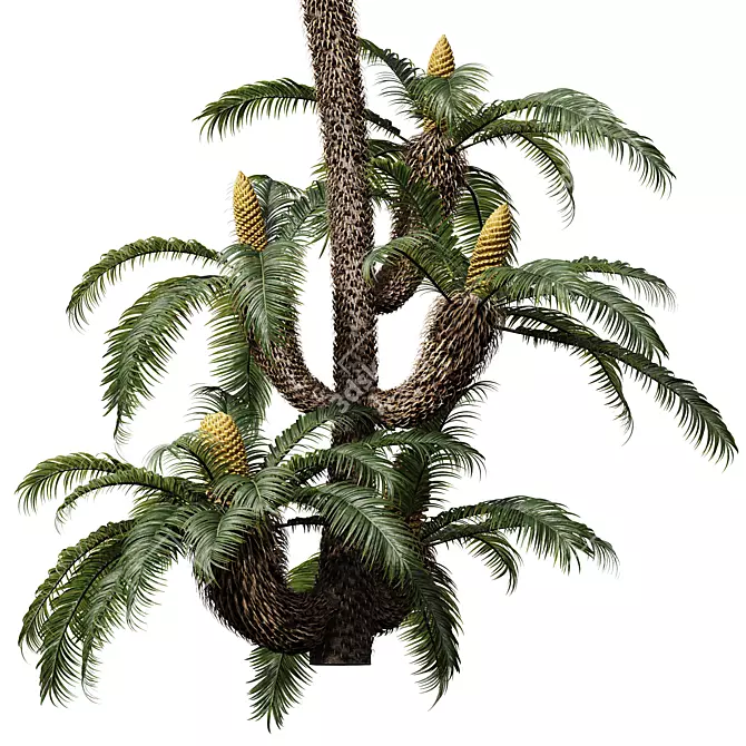 Exquisite Cycas Revoluta Palm Fern 3D model image 3