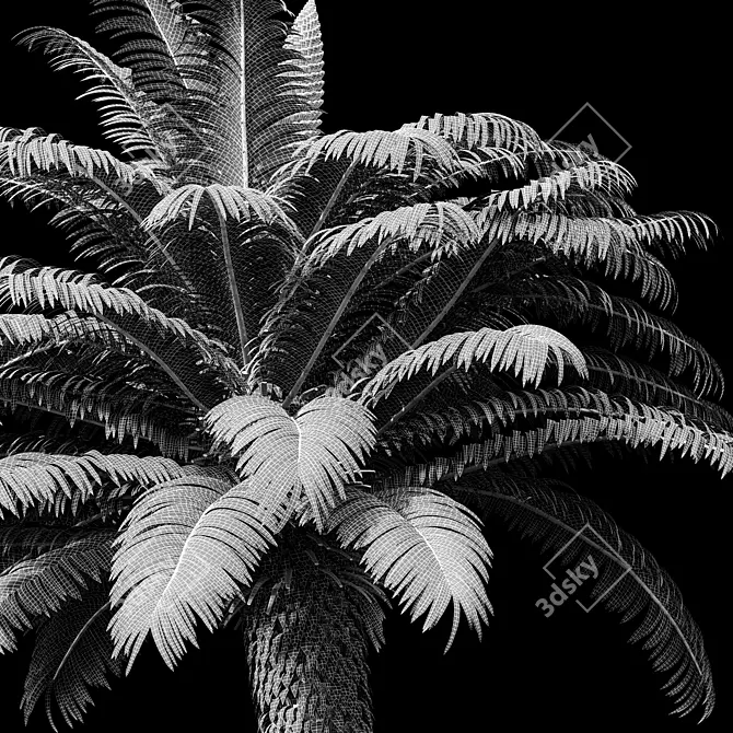 Exquisite Cycas Revoluta Palm Fern 3D model image 4