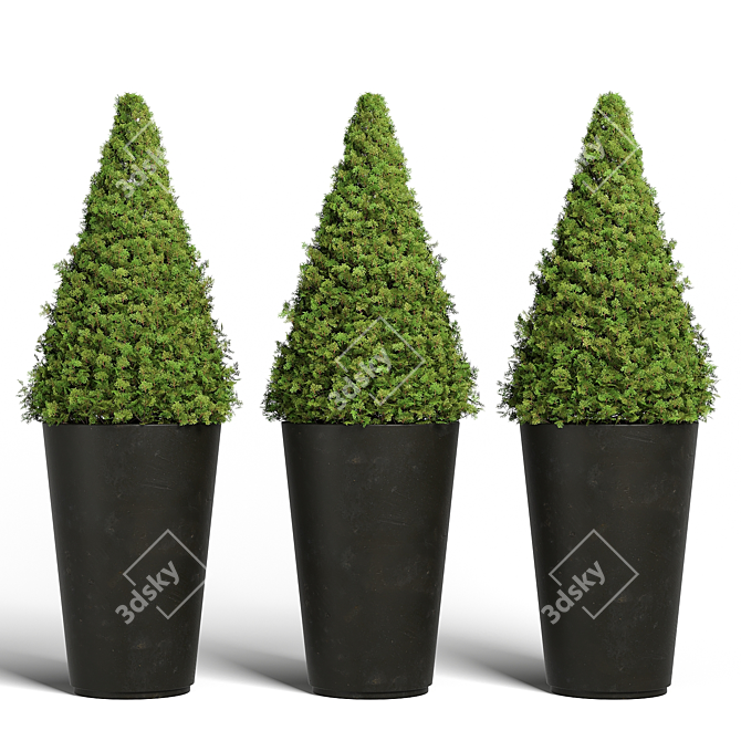 Modern Topiary Cypress Planters Set 3D model image 1