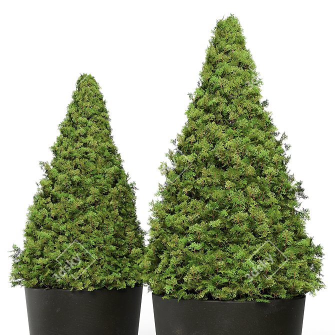 Modern Topiary Cypress Planters Set 3D model image 2