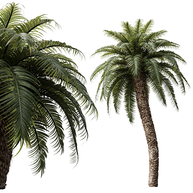 High Detail Palm Tree Collection 3D model image 2