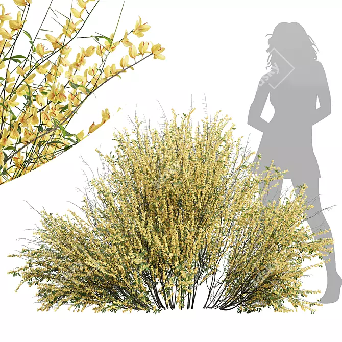 Detailed Cytisus Scoparius Plant Model 3D model image 1