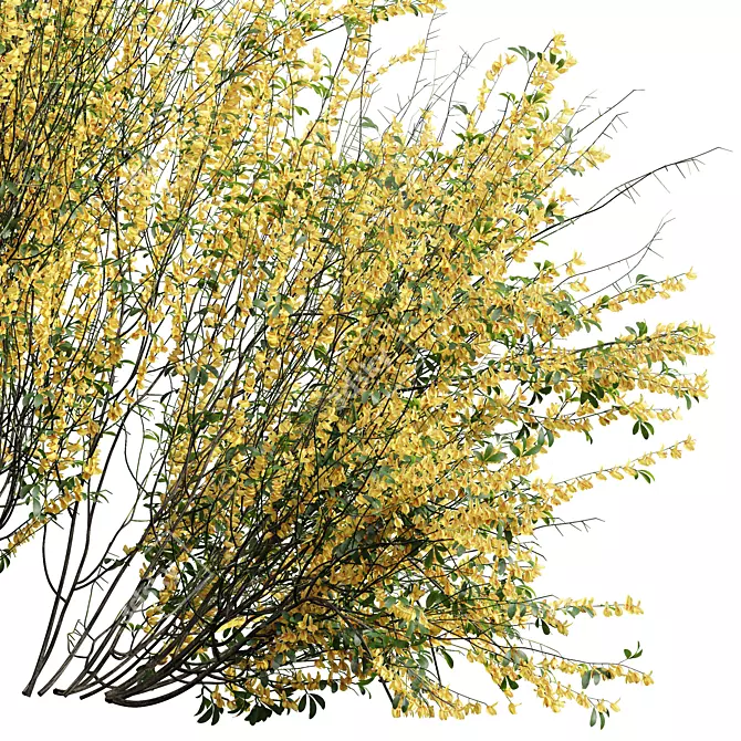 Detailed Cytisus Scoparius Plant Model 3D model image 2