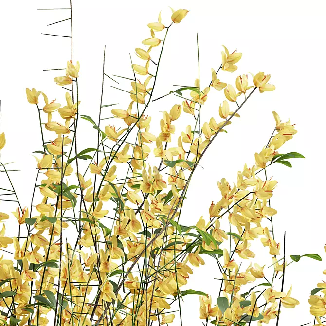 Detailed Cytisus Scoparius Plant Model 3D model image 3