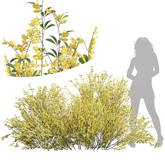 Detailed Cytisus scoparius 3D Model 3D model image 1