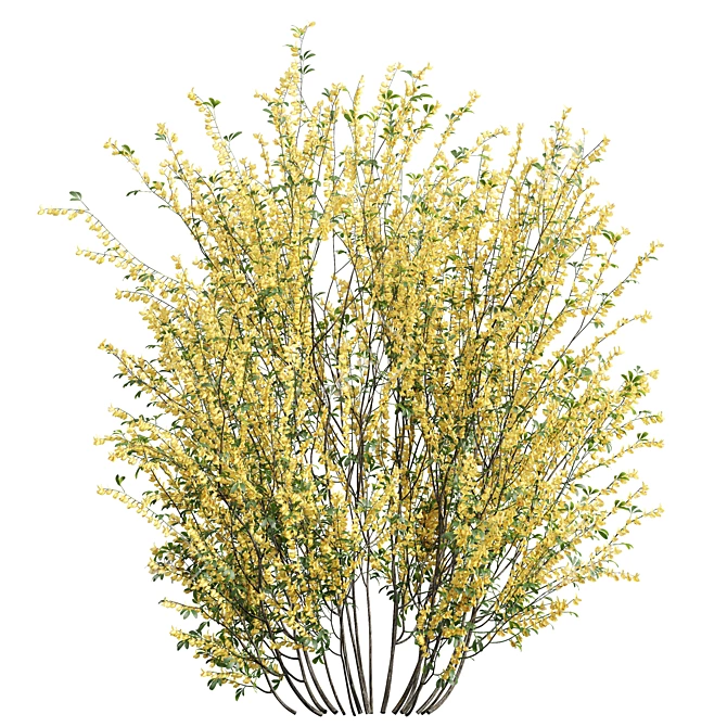 Detailed Cytisus scoparius 3D Model 3D model image 2