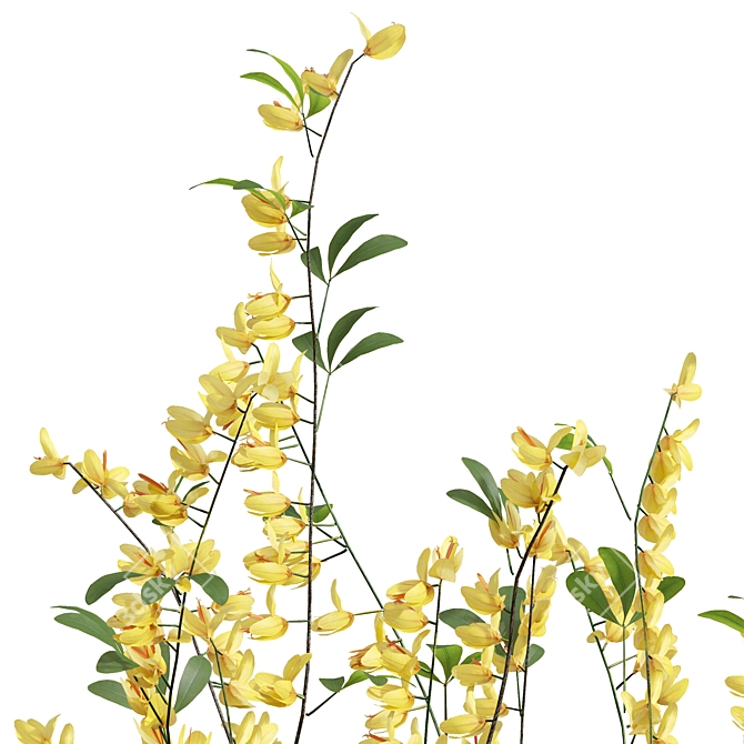 Detailed Cytisus scoparius 3D Model 3D model image 3