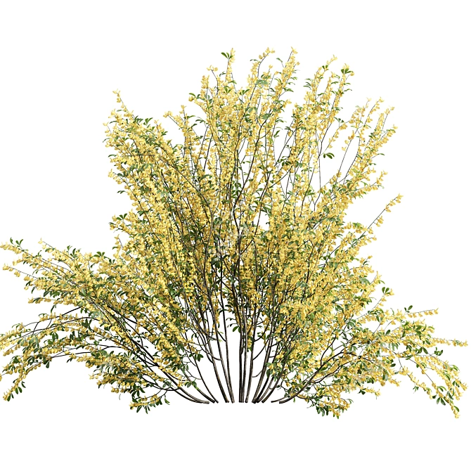 Detailed Cytisus scoparius 3D Model 3D model image 4