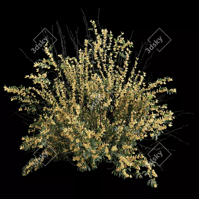 High Detail Cytisus Scoparius Plant 3D model image 3