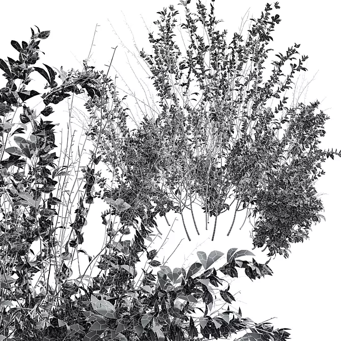 High Detail Cytisus Scoparius Plant 3D model image 4