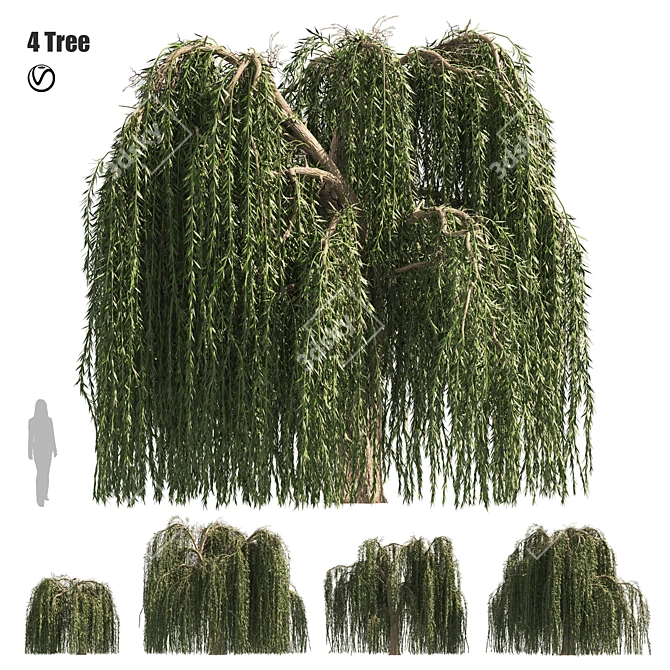 Weeping Willow Salix 3D Models 3D model image 1