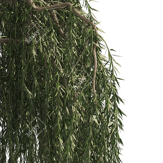 Weeping Willow Salix 3D Models 3D model image 2