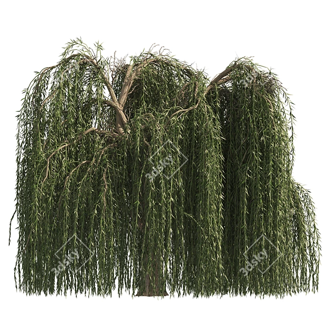 Weeping Willow Salix 3D Models 3D model image 3