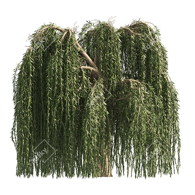 Weeping Willow Salix 3D Models 3D model image 4