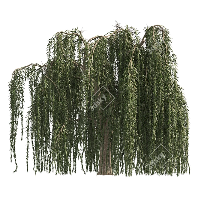 Weeping Willow Salix 3D Models 3D model image 5