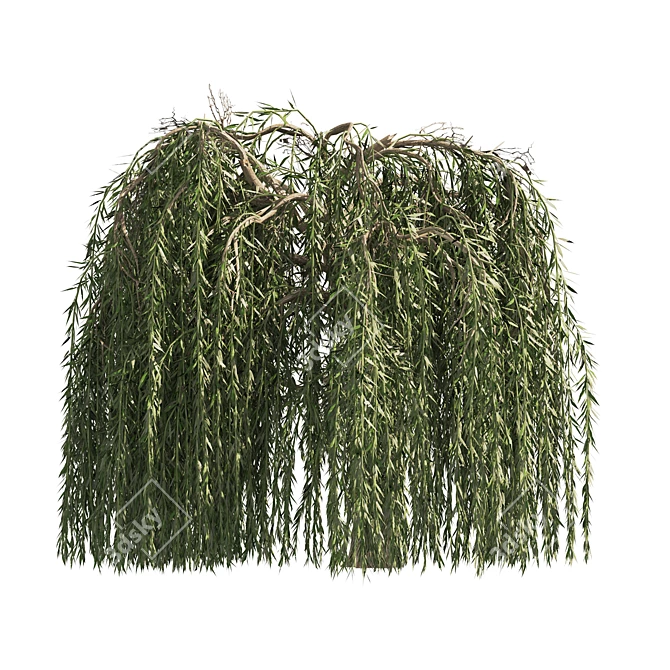 Weeping Willow Salix 3D Models 3D model image 6